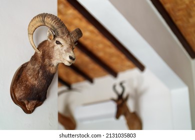 Wall Decorated With Stuffed Animal Heads. Taxidermy.