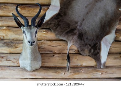 Wall Decoration With Animal Taxidermy