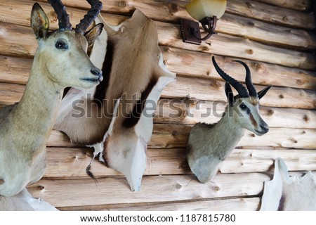 Wall Decoration with Animal Taxidermy