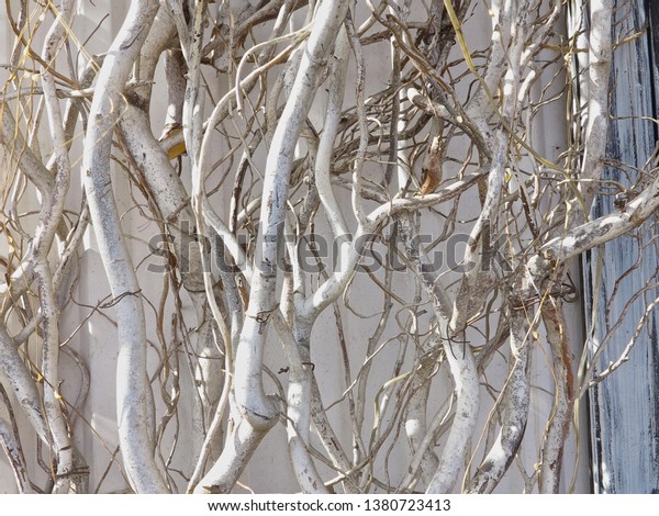 Wall Decoration Dry Tree Branches Backgrounds Textures Abstract