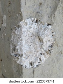 Wall Embedded With Sea Fossils