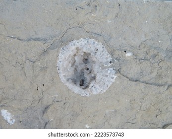 Wall Embedded With Sea Fossils