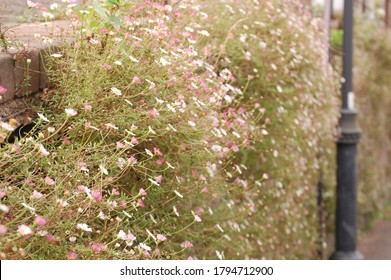 wall of flowers in deep raid in Devon