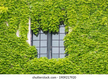 Wall is full of vegetation green color. Plantlush green colors. Green wall, eco friendly vertical garden.House overgrown by green ivy.Unique photo of a house overgrown with ivy.