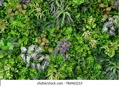 wall is full of Vegetation green color. - Shutterstock ID 786962215