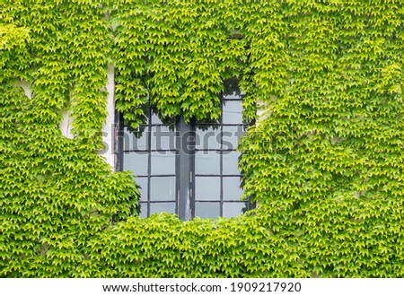 Wall is full of vegetation green color. Plantlush green colors. Green wall, eco friendly vertical garden.House overgrown by green ivy.Unique photo of a house overgrown with ivy.