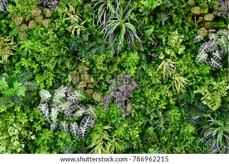 wall is full of Vegetation green color.