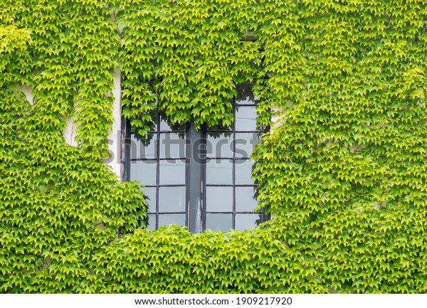 Wall is\
full of vegetation green color. Plantlush green colors. Green wall,\
eco friendly vertical garden.House overgrown by green ivy.Unique\
photo of a house overgrown with\
ivy.