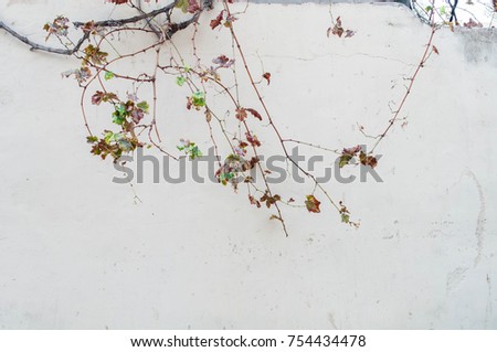 Lead me … Subdued colour