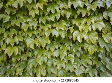 Wall Of Green Leafy Vines Close Up