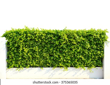 Wall green leaves isolated on white background