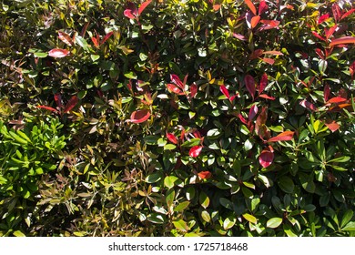 Wall with green plants with small red flowers texture for background