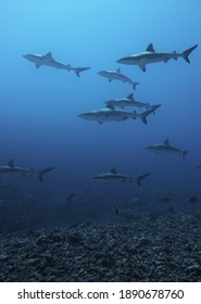 サメ の写真素材 画像 写真 Shutterstock