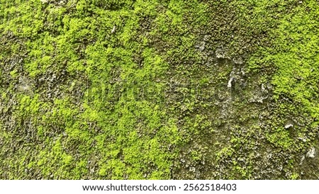 The wall is growing with moss, causing the texture of the wall to change