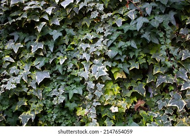 A wall or hedge overgrown with garden ivy with leaves of various sizes and colors.