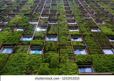 Wall of high-rise building covered with plants, reflection of sunlight in one of the windows