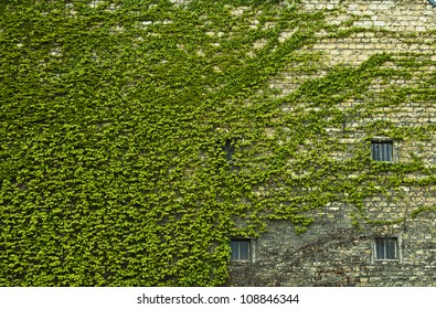 Wall of a house completely overgrown with Common Ivy