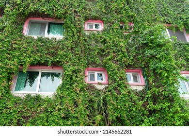 The wall of the house is overgrown with ivy. House wall with pink windows, the wall is not visible due to green plants. Densely grown ivy on building facade.Green wall, eco friendly garden