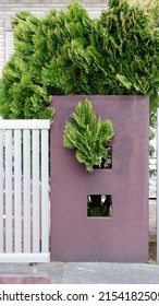 The Wall Of The House With Plants Emerging From The Holes.