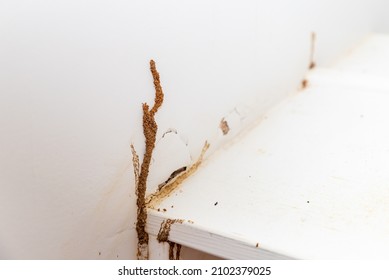Wall of house showing termite damage