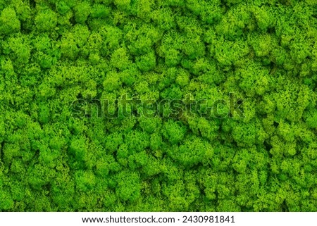 The wall inside the office is adorned with a lush green moss background, giving it a textured and somewhat irate appearance.