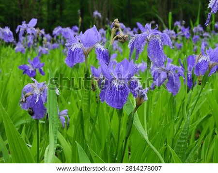 Wall Irises (Iris tectorum) bloom in wetlands of Hangzhou,  Zhejiang, China. 
