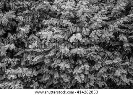 Wall of leaves