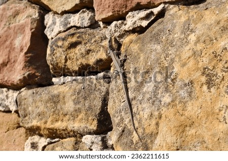 Wall lizard, reptile, stone wall, nature