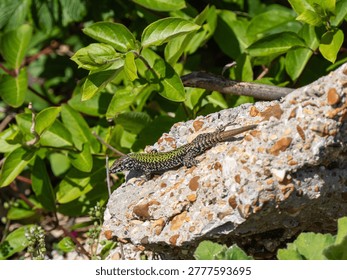 A Wall Lizard at Shoreham
