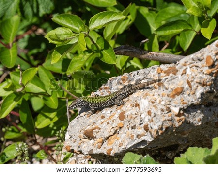 A Wall Lizard at Shoreham