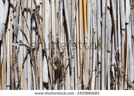 Wall made of Arundo donax, also called giant cane, elephant grass, carrizo, arundo, Spanish cane, Colorado river reed, wild cane, and giant reed. Camargue, Tour du Valat, Arles, Provence, France.