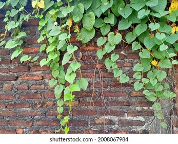 Wall Of Old Red Brick Overgrown With Green Vines