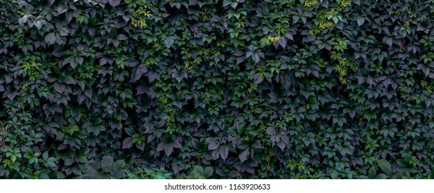 A wall overgrown with ivy. Background with a hedge.