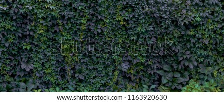 A wall overgrown with ivy. Background with a hedge.