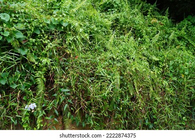 A Wall Of Overgrown Plants