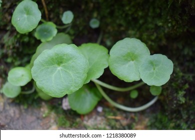 Wall Pennywort (Umbilicus Rupestris)