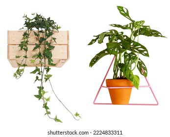 Wall plants decoration on a white background. Interior design element. - Shutterstock ID 2224833311