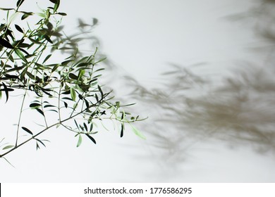 Wall With Shadows From Young Olive Tree