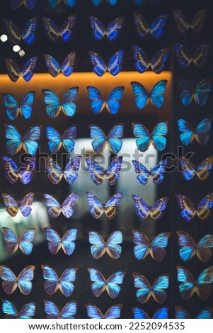 Wall of specimens of the beautiful blue butterfly Morpho butterfly on display at the Museum of Natural History
