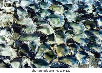 Wall Texture With Oyster Shells Closeup