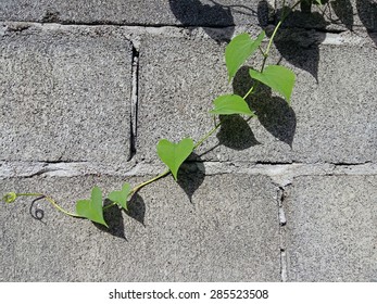 wall texture , shadow on the wall. 