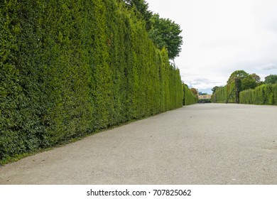 wall of trees