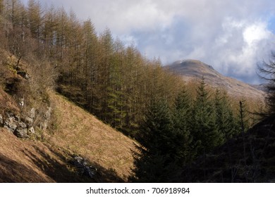 a wall of trees obscuring the view of the surrounding mountains 