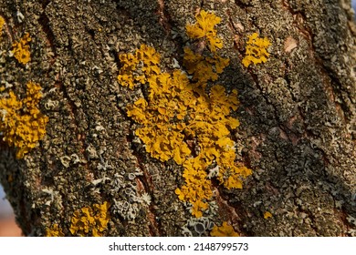 Lichen species Images, Stock Photos & Vectors | Shutterstock