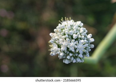 Walla Walla Onion Head Seed Flower