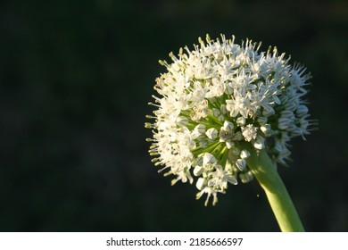 Walla Walla Onion Head Seed Flower