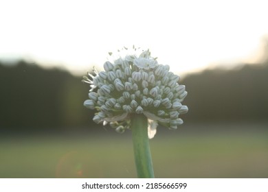 Walla Walla Onion Head Seed Flower