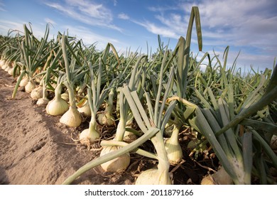 Walla Walla Sweet Onions In The Field 