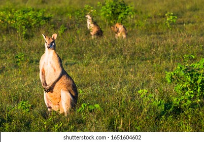 Wallabies in farmer's field near Kakadu national park, Northern territory, Australia.