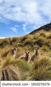 Wallabies In The Grass, Flinders Island